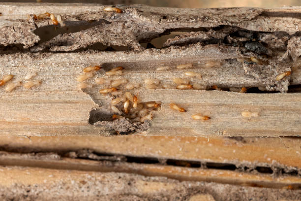 Best Flea Control Services  in Tahoka, TX